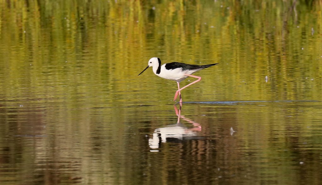 White-headed Stilt