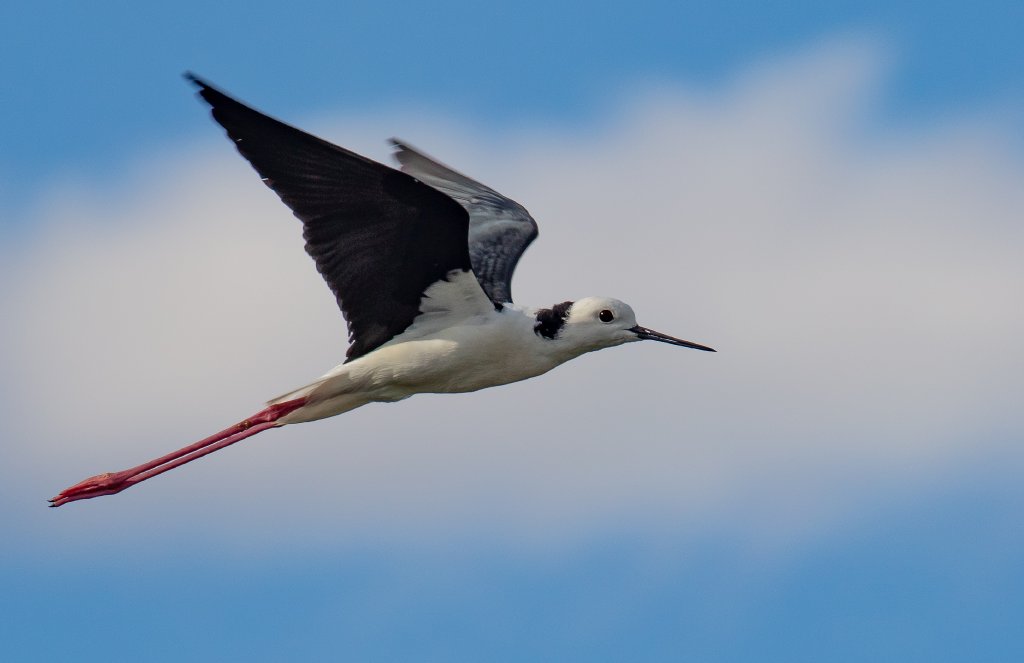 White-headed Stilt
