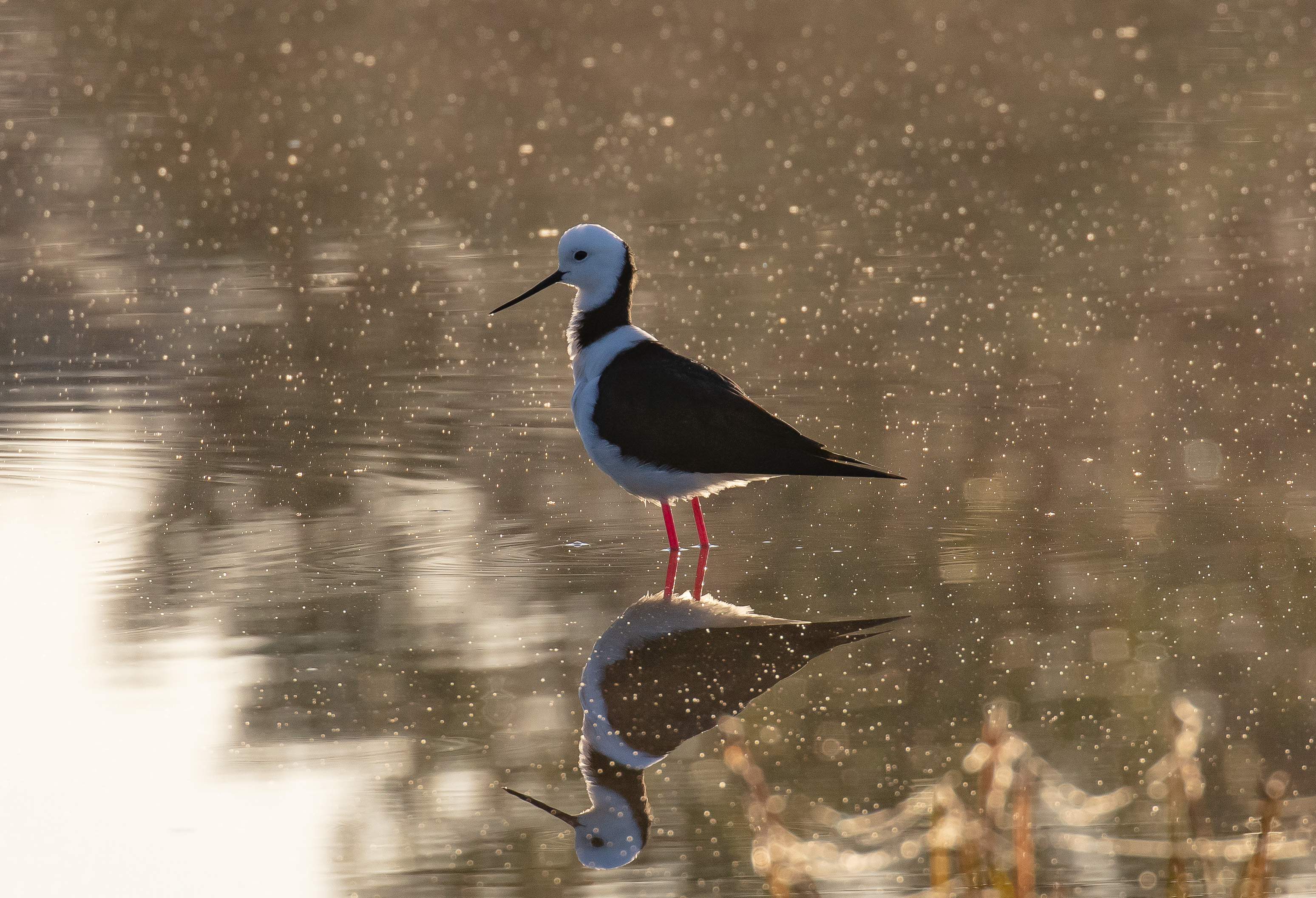 White-headed Stilt
