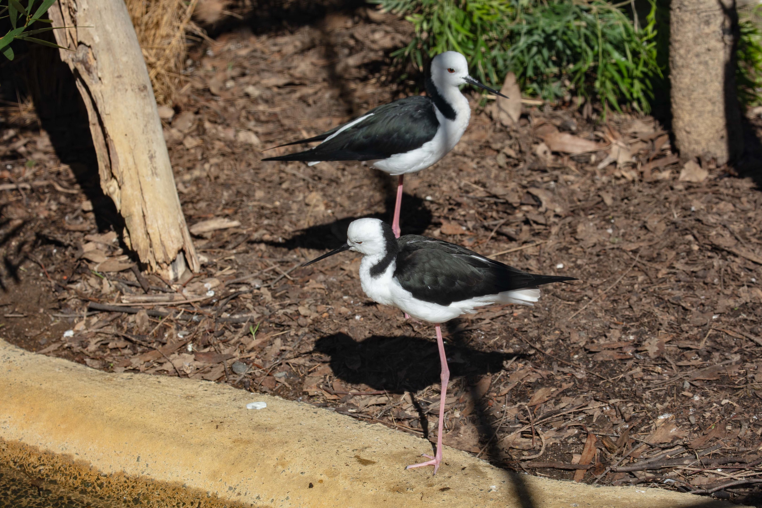White-headed Stilt