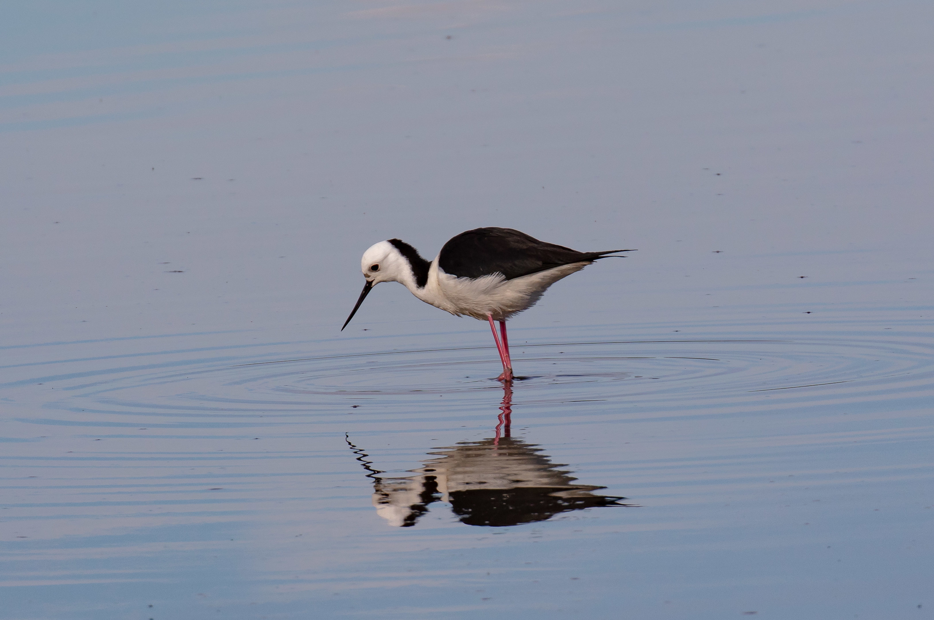 White-headed Stilt
