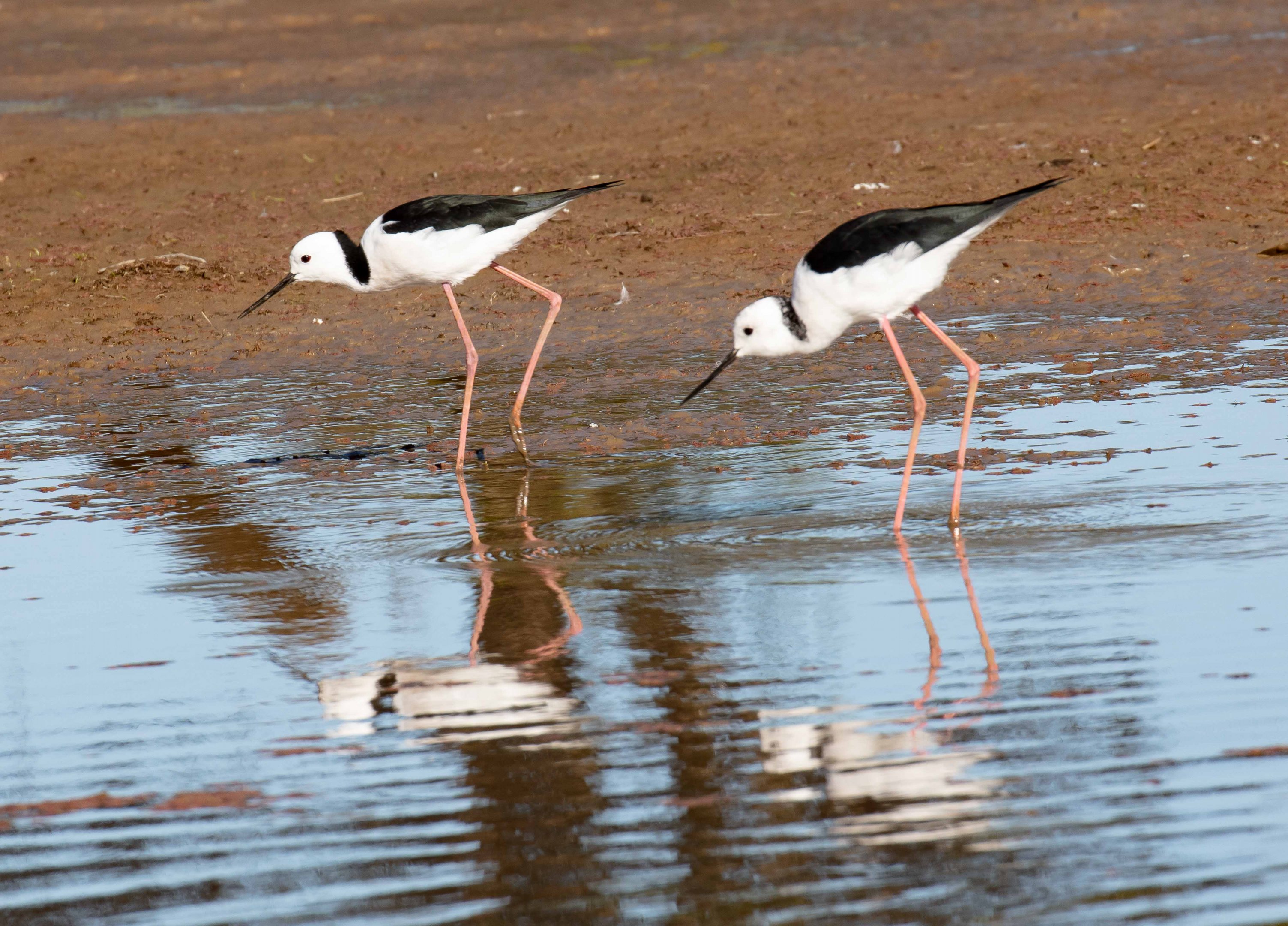 White-headed Stilts