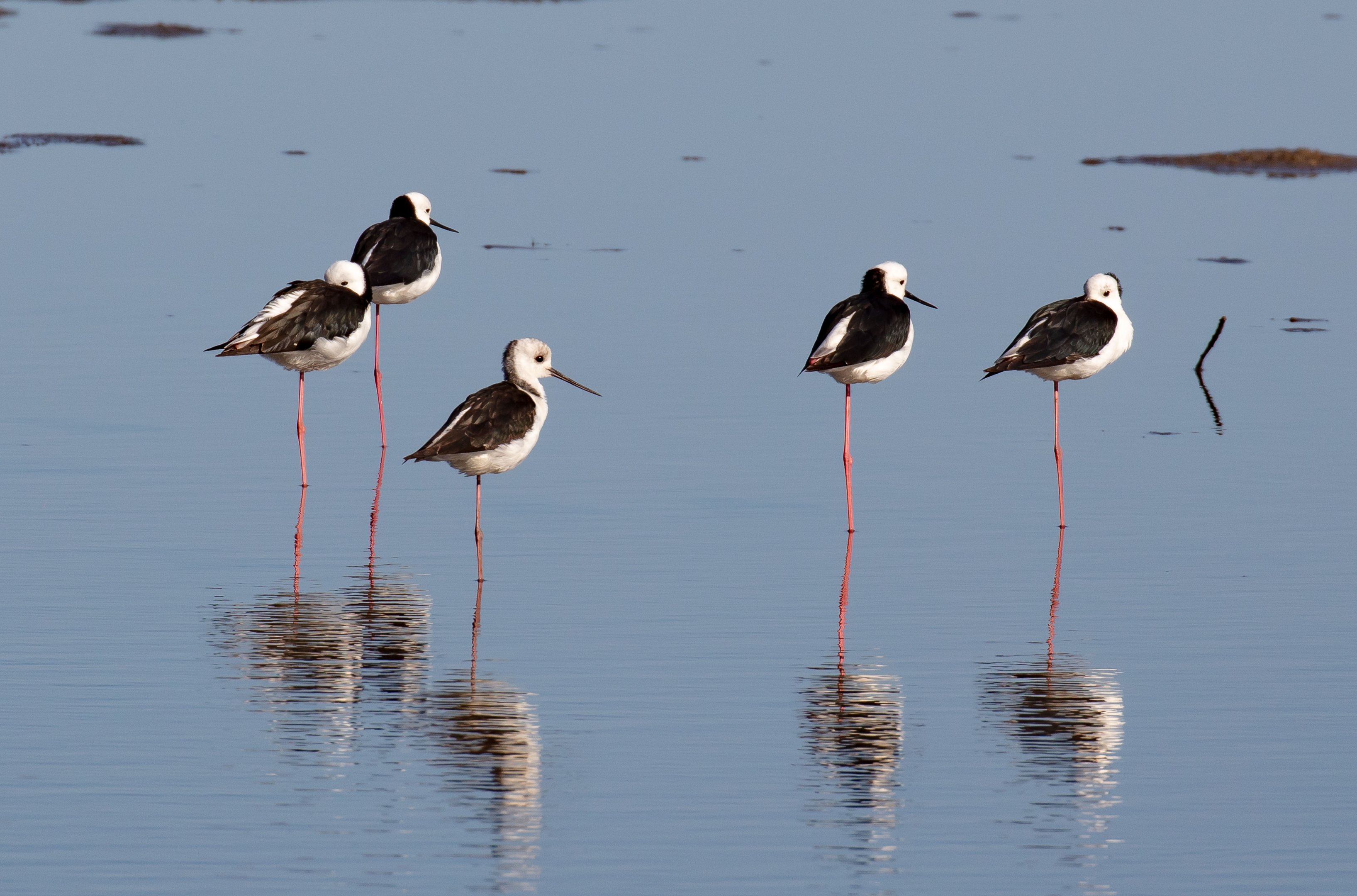 White-headed Stilts