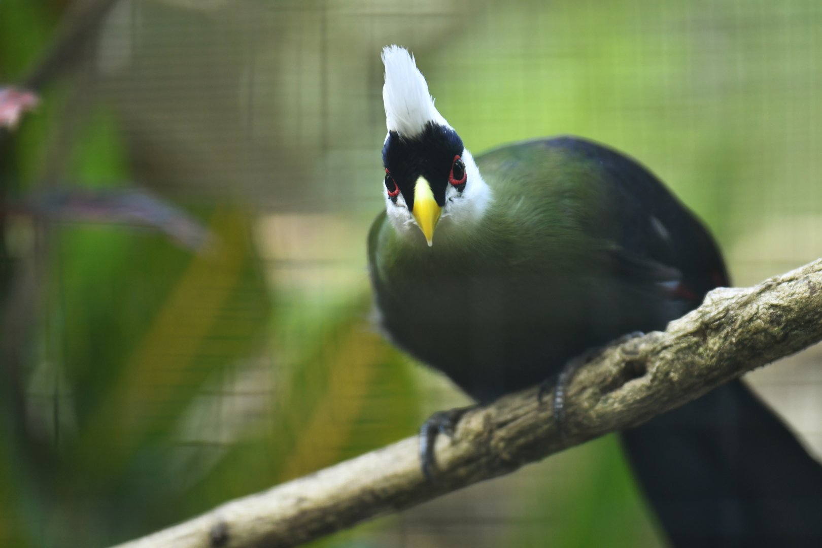 White-headed turaco Tauraco leucolophus