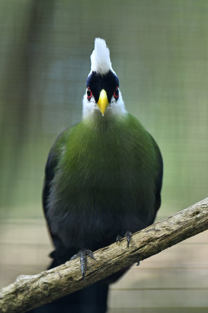 White-headed turaco Tauraco leucolophus