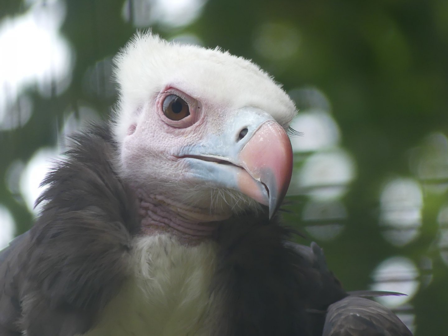 White Headed Vulture - 18.08.24