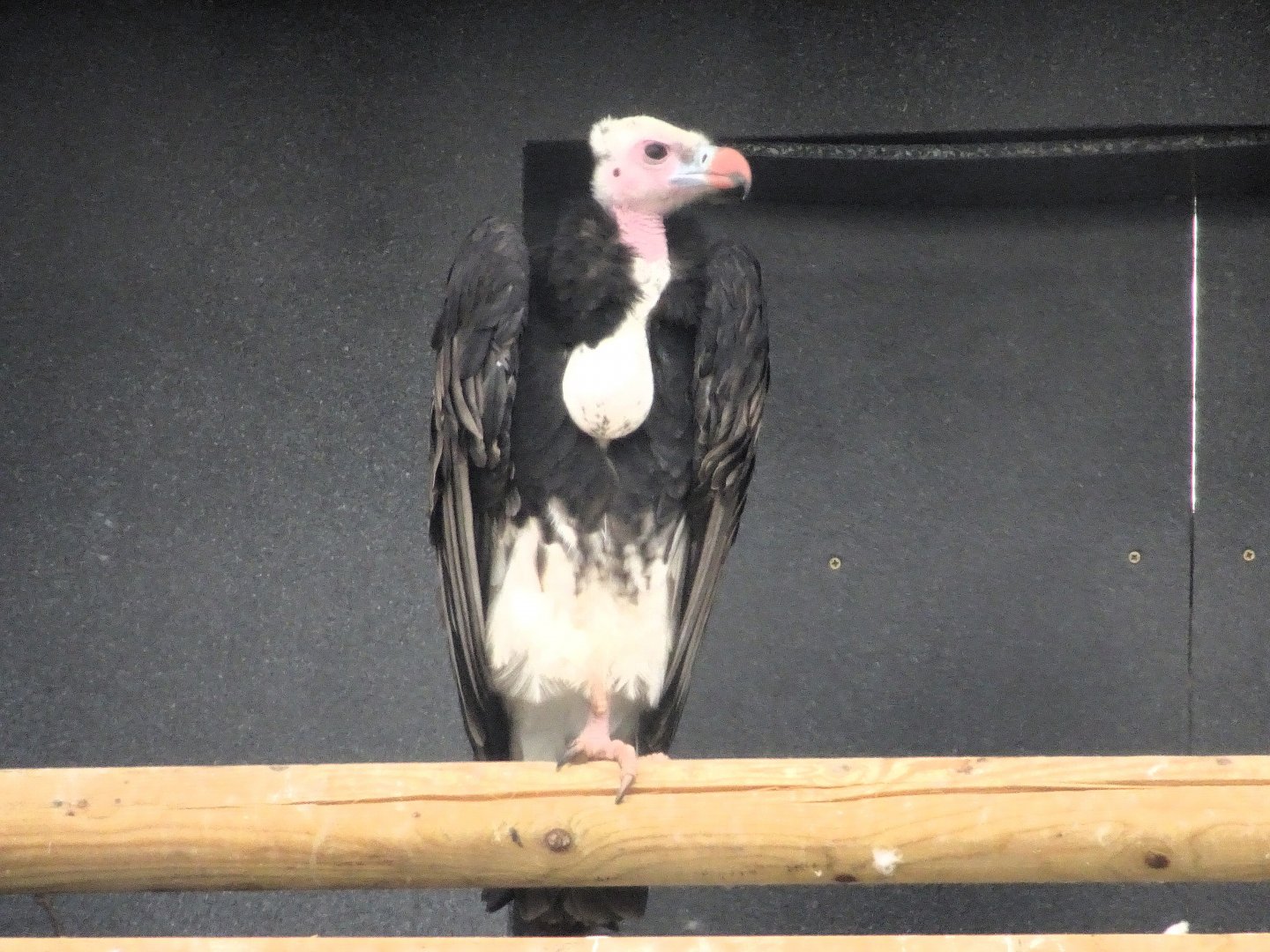 White-Headed Vulture 6 September 2025