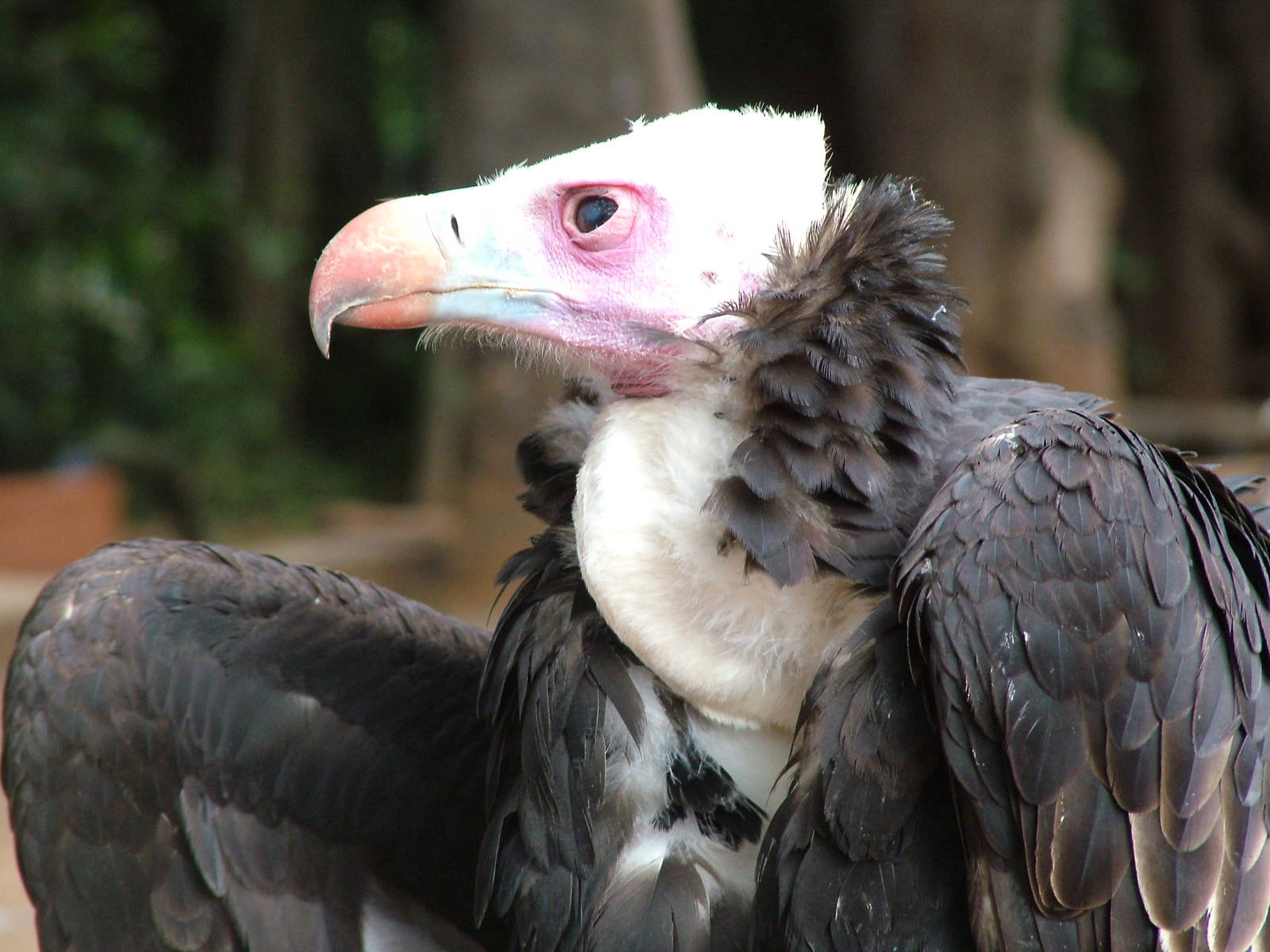 White-headed Vulture at Jungle Park (Las Aguilas), 13/11/10