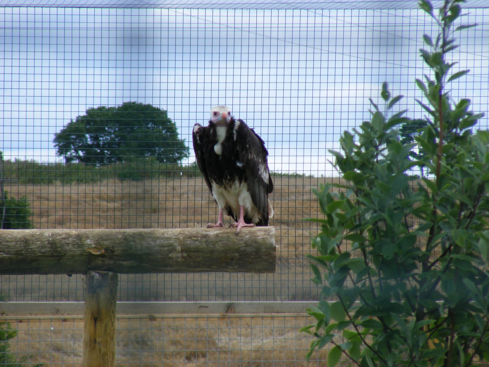 White-headed vulture at Noah's Ark Zoo Farm, 31 July 2010