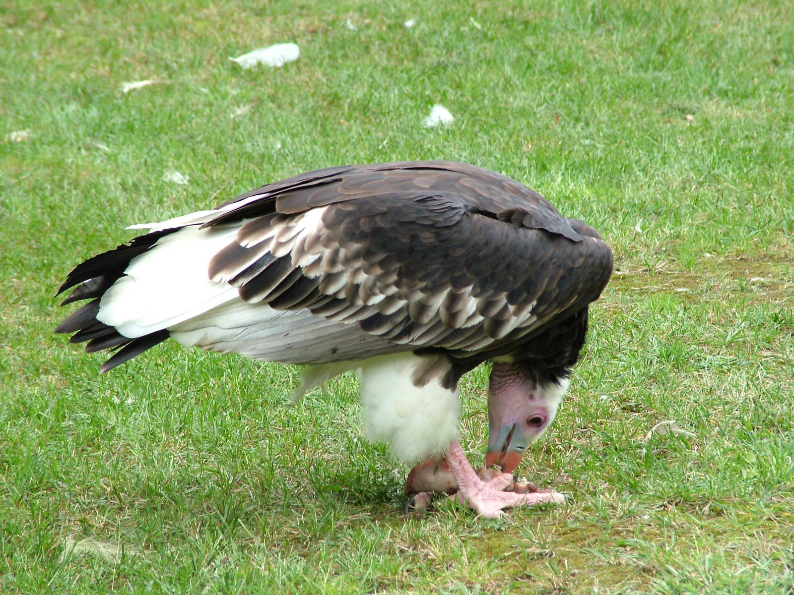 White-headed Vulture at Tierpark Berlin, 30/08/11
