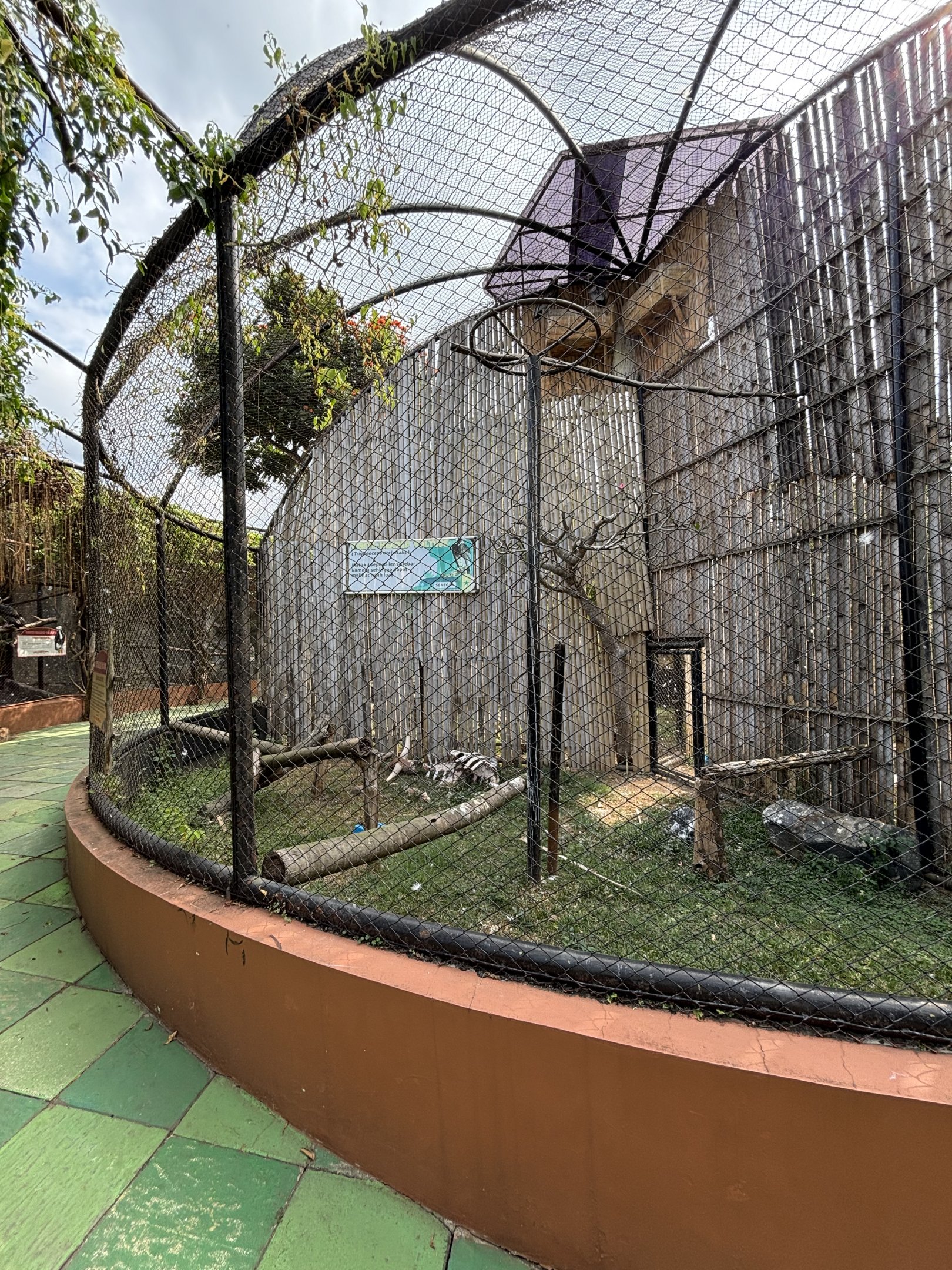 White-headed Vulture Aviary #1