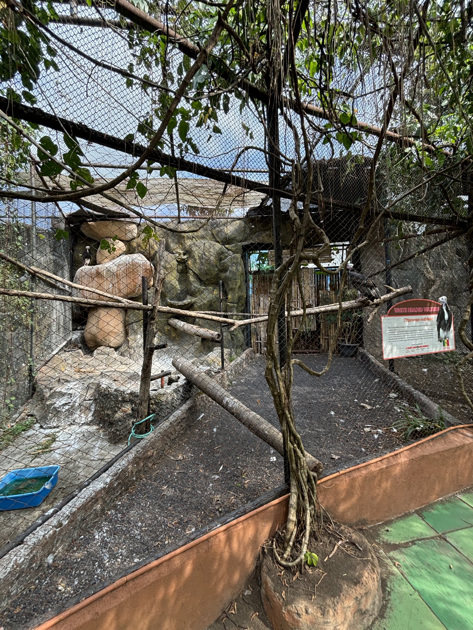 White-headed Vulture Aviary #2