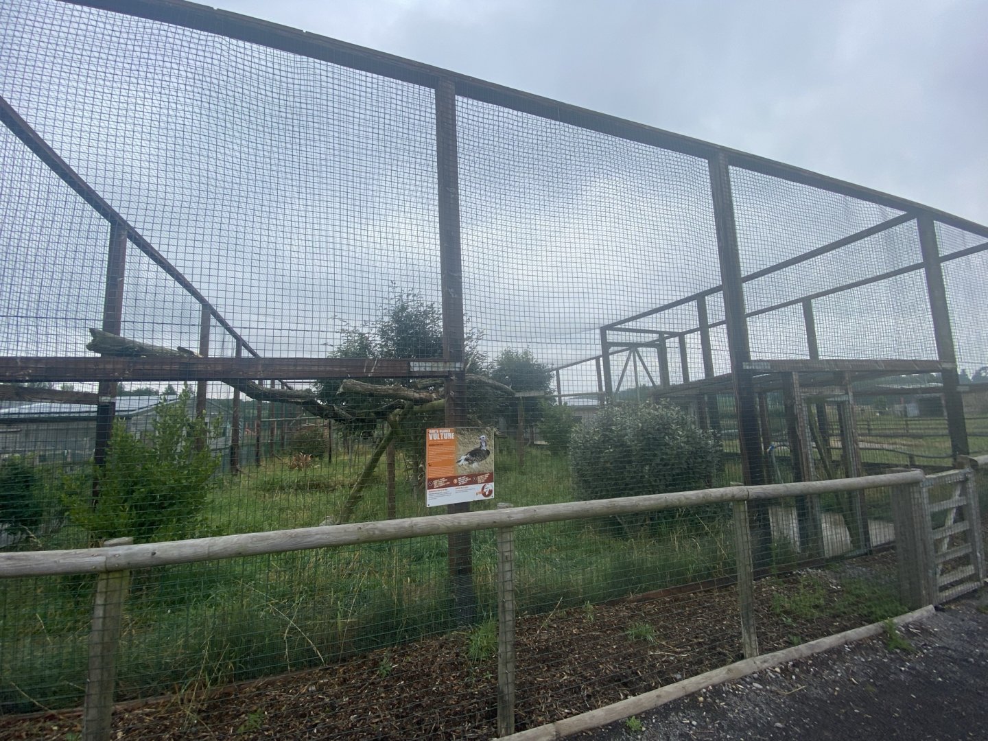 White-headed vulture aviary 240721