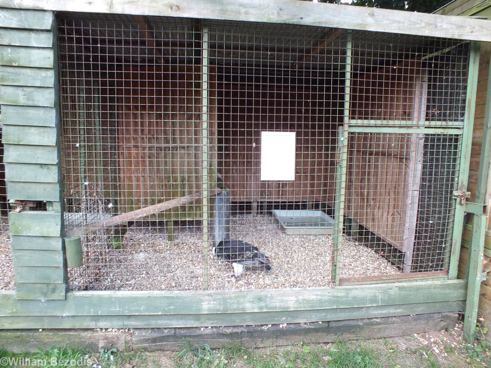 White-headed Vulture Enclosure