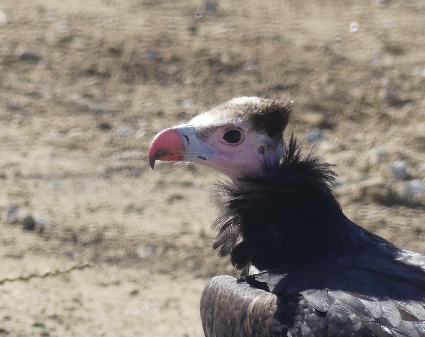 White Headed Vulture - Heart of Africa - 02.04.25