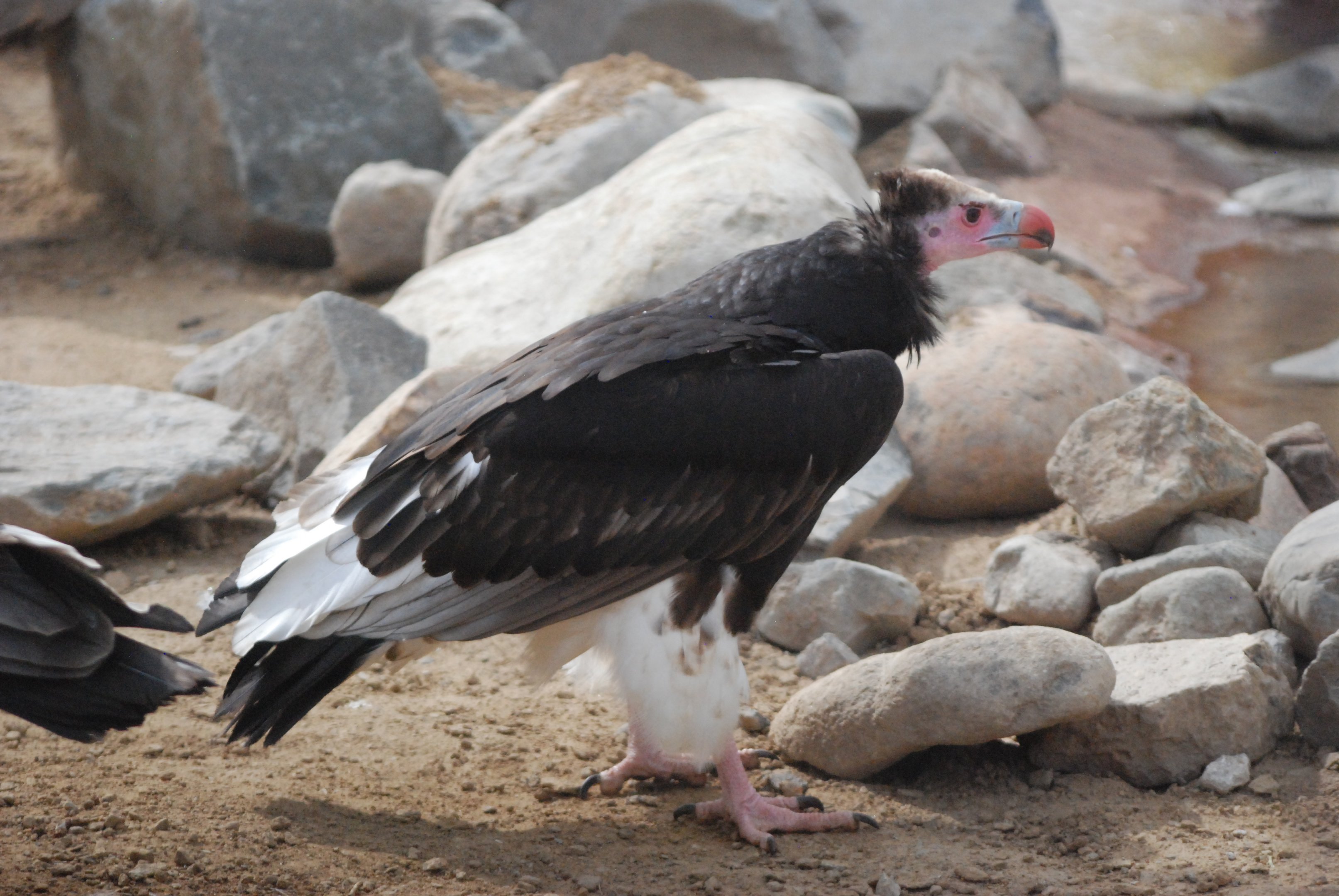 White-headed Vulture, Heart of Africa at Chester, 12th April 2025