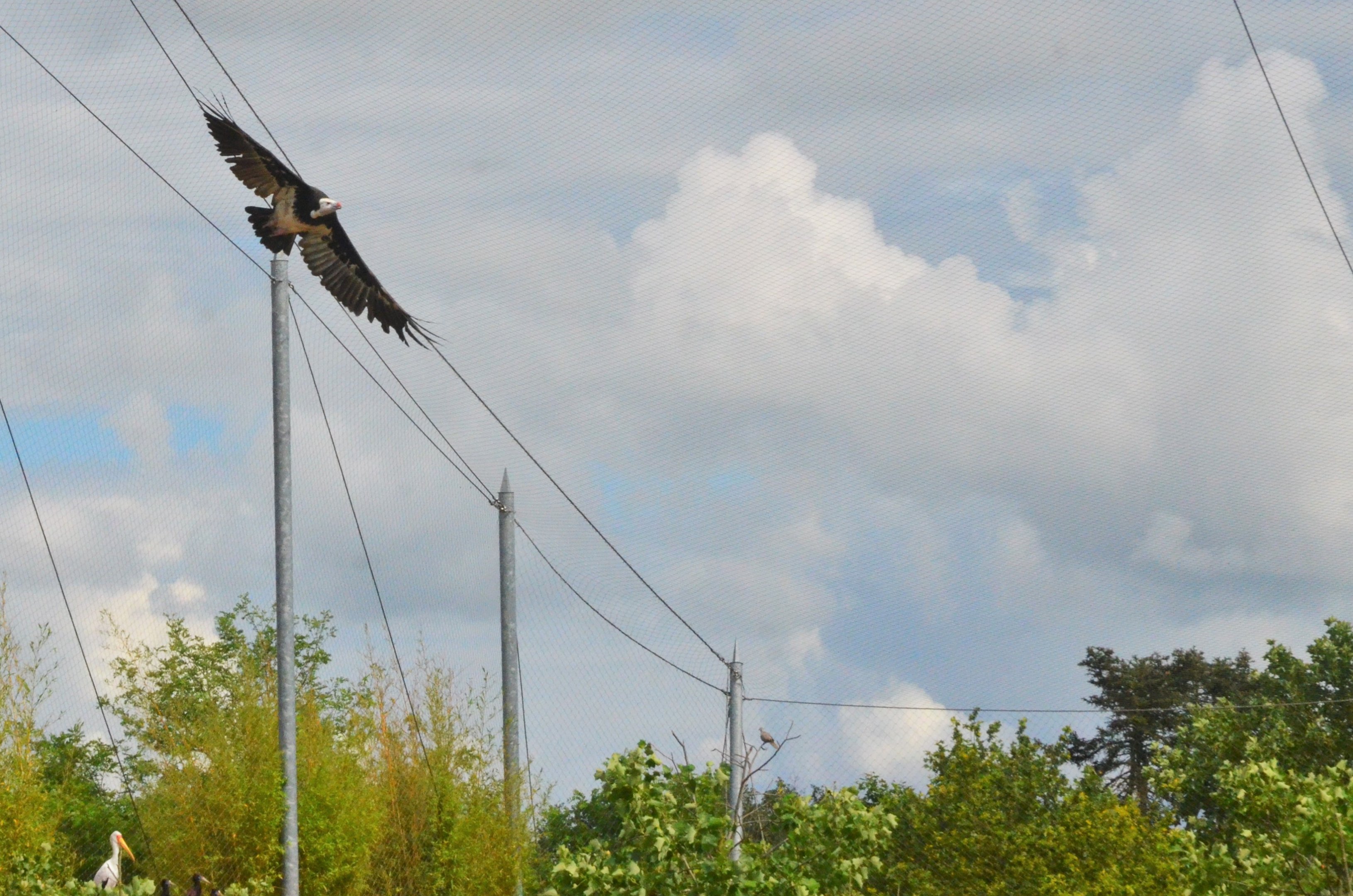 White-headed Vulture in the Hippo Enclosure at Beauval, 12/06/18