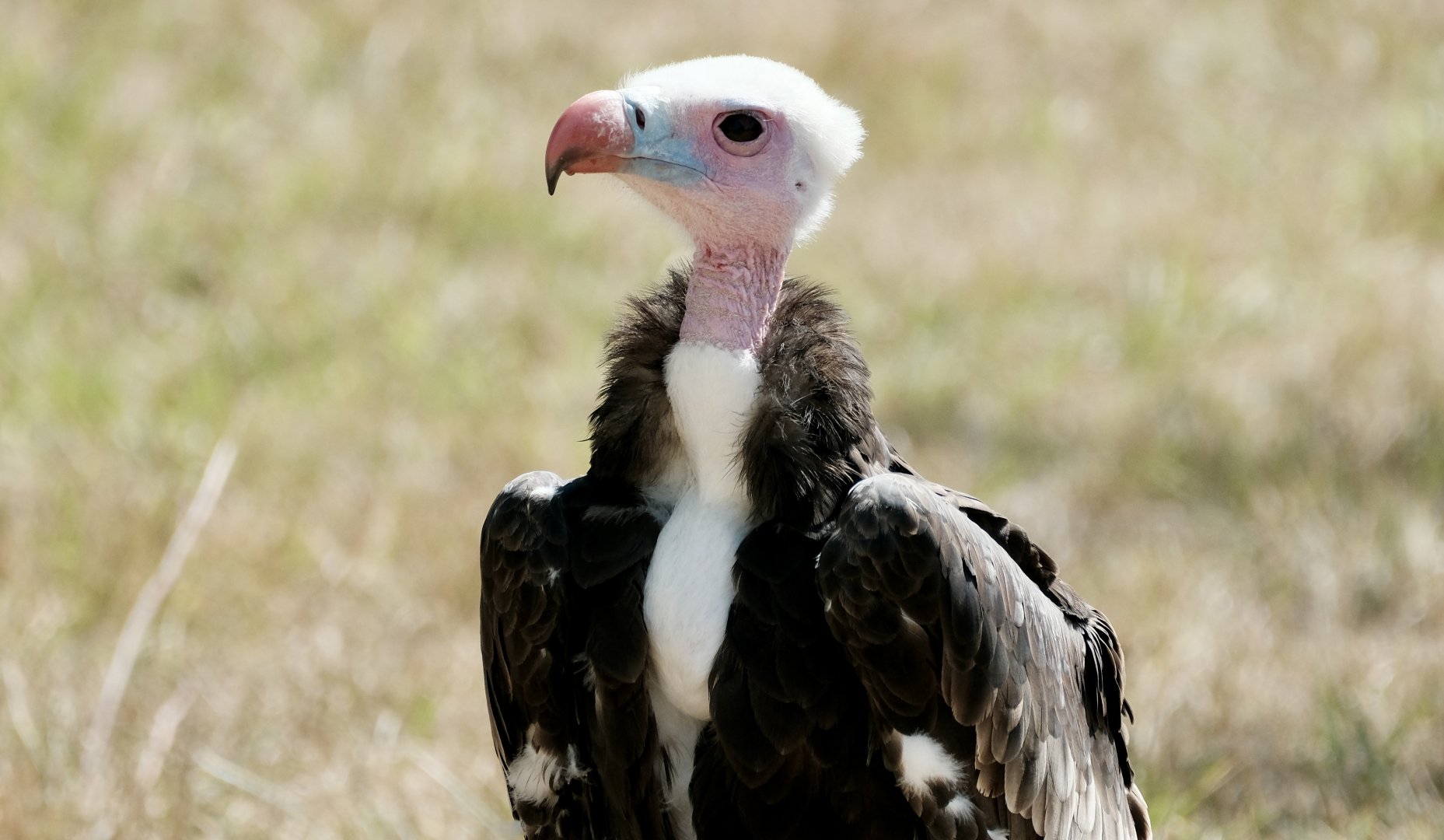 White-headed vulture, Lloyd (m) - August - 18, 2025