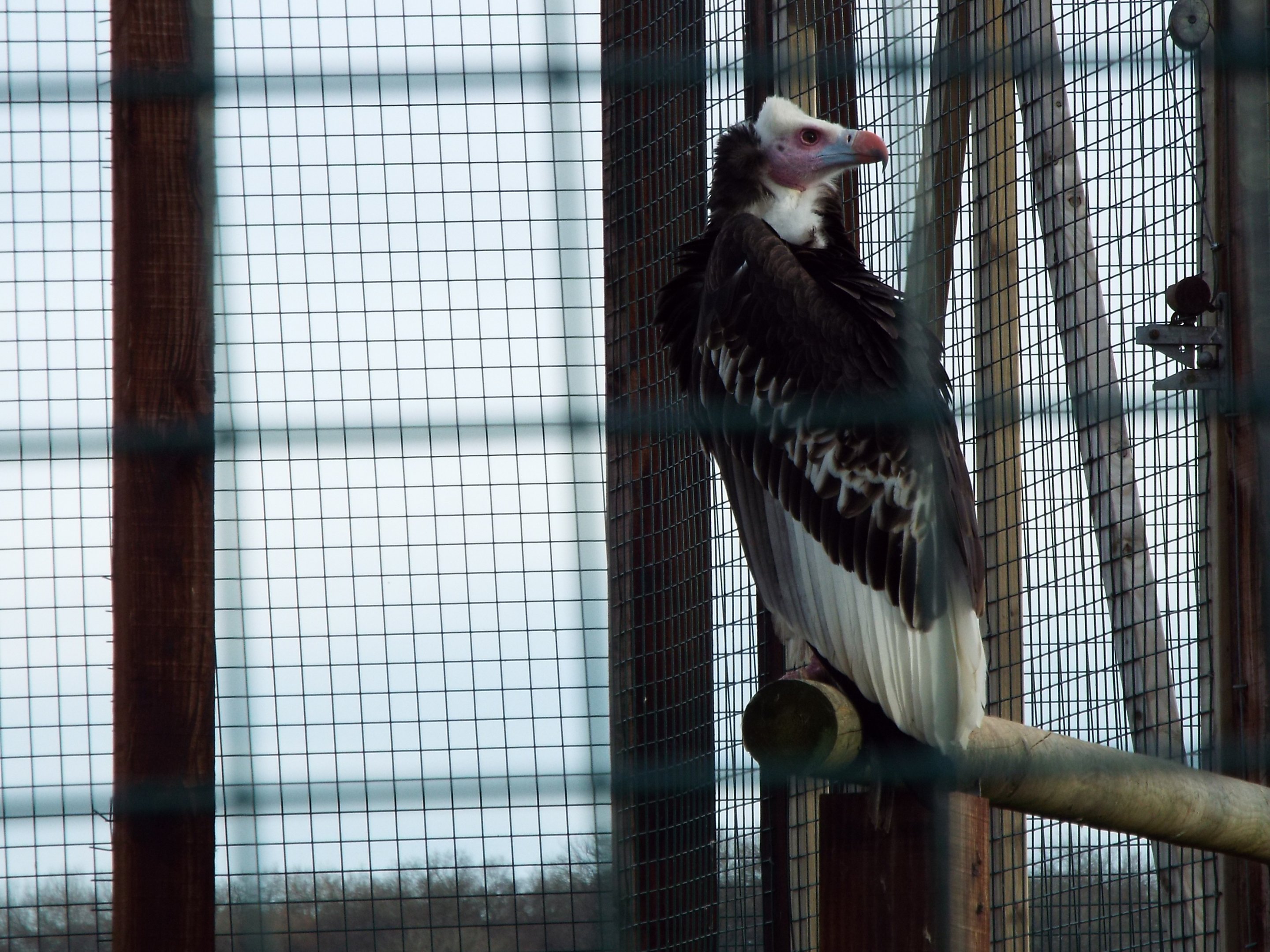 White Headed Vulture, NAZF