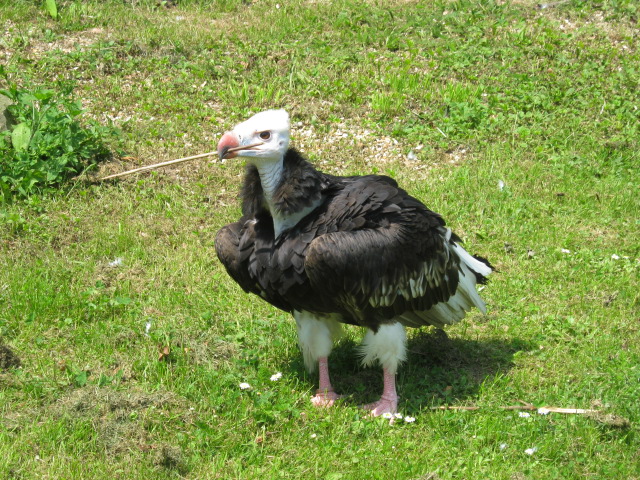 White-Headed Vulture - nest building.
