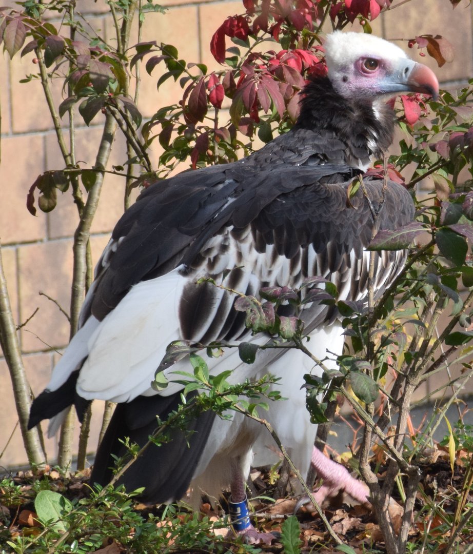 White-headed vulture - October 2023