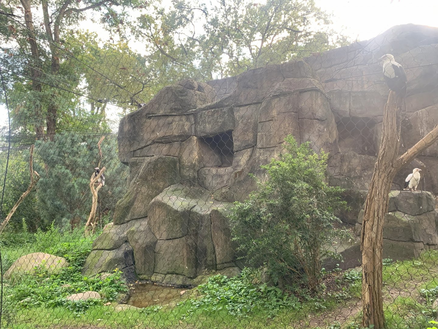 White-headed Vulture, Palm-nut Vulture and White-necked Raven aviary