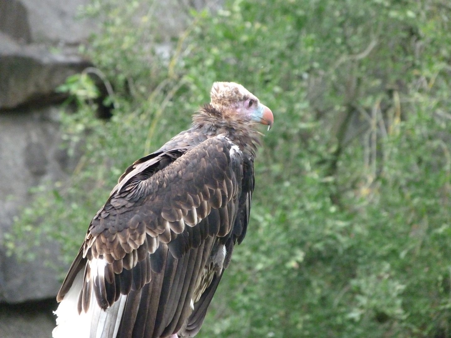 White-headed vulture -Tierpark Berlin (2024)