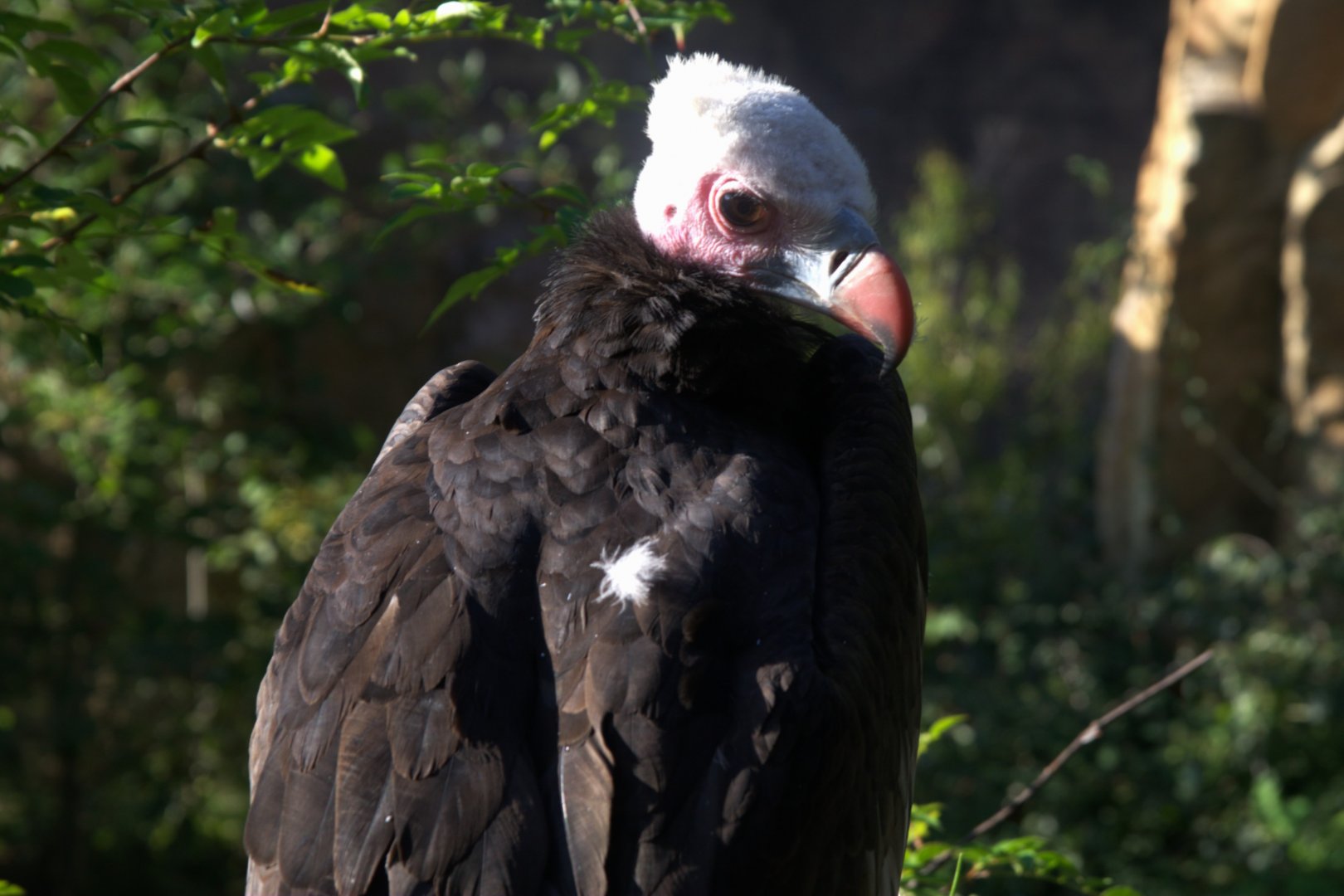 White-headed Vulture (Trigonoceps occipitalis), 11-09-25