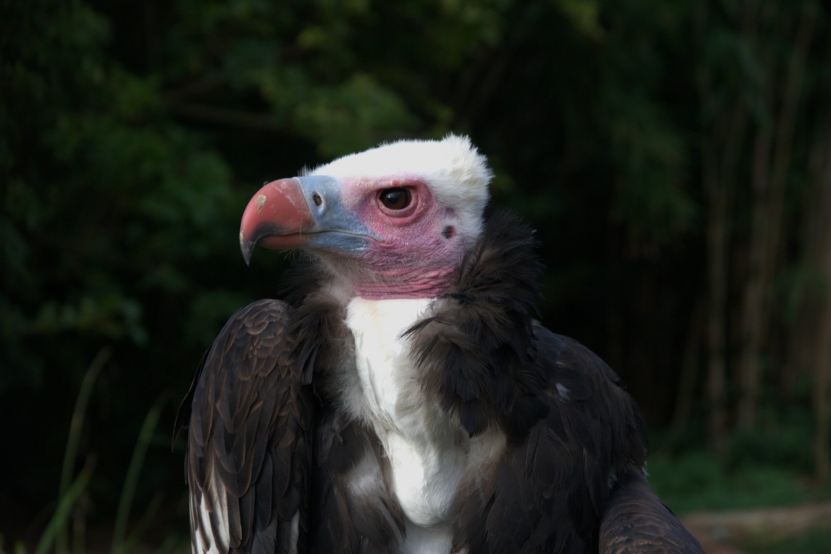 White-headed Vulture (Trigonoceps occipitalis), 12-11-25