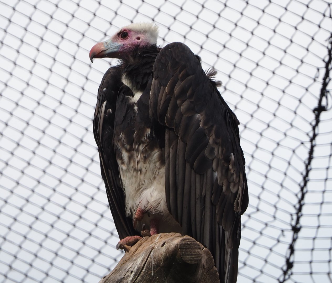 White-headed vulture (Trigonoceps occipitalis), 2020-09-02
