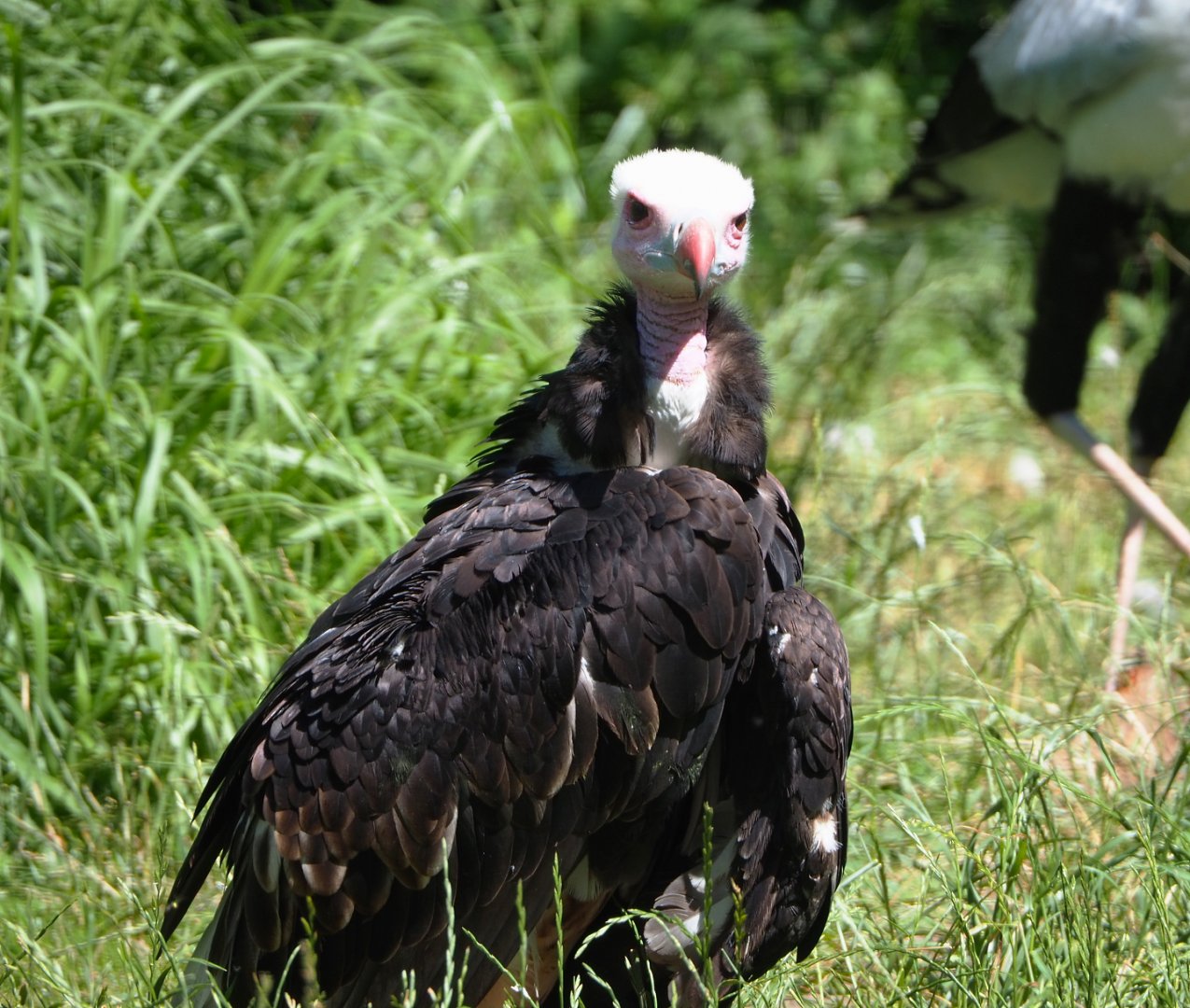White-headed vulture (Trigonoceps occipitalis), 2022-06-28