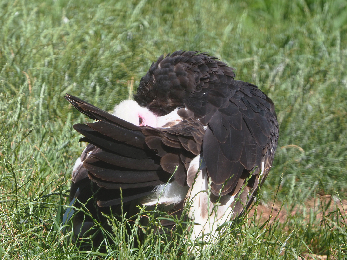 White-headed vulture (Trigonoceps occipitalis), 2022-06-28