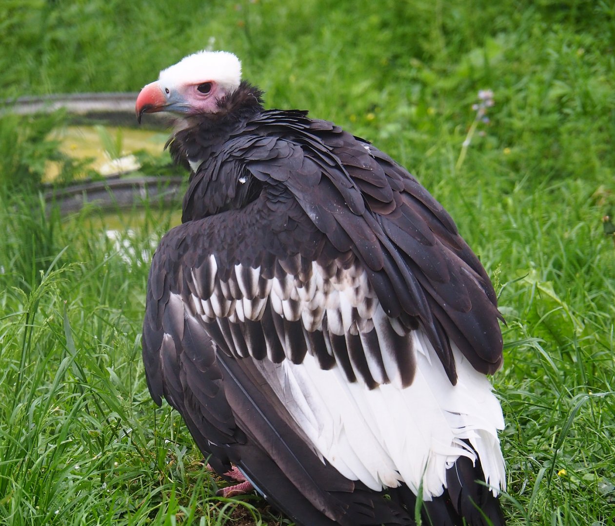 White-headed vulture (Trigonoceps occipitalis), 2023-05-15