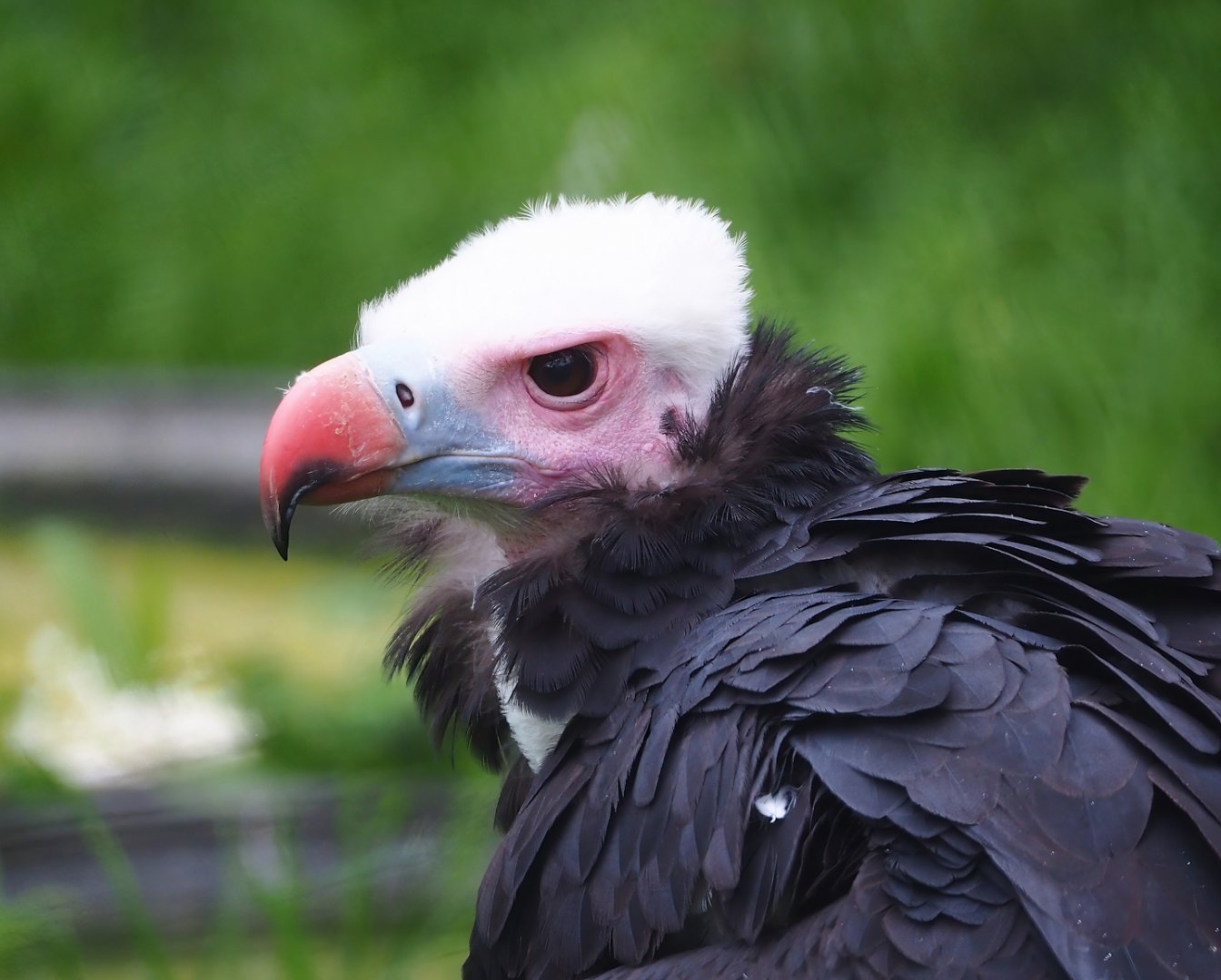 White-headed vulture (Trigonoceps occipitalis), 2023-05-15