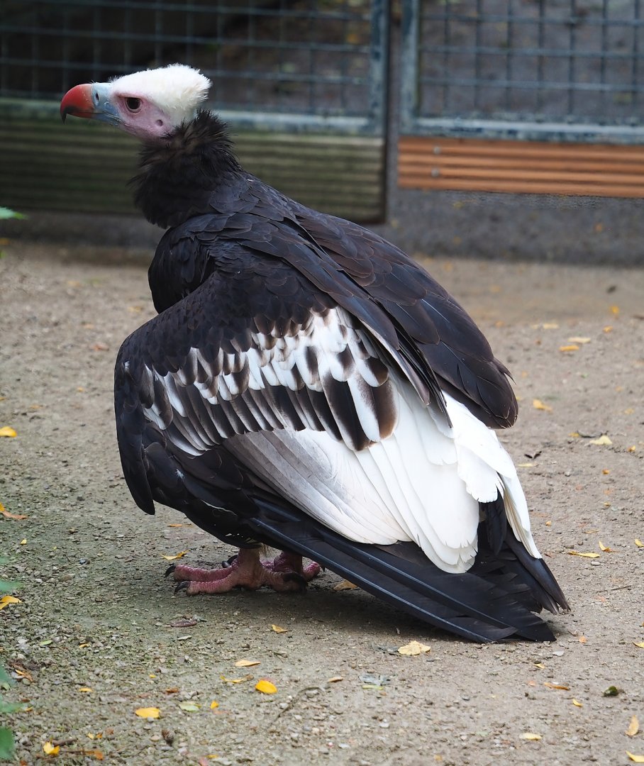White-headed vulture (Trigonoceps occipitalis), 2023-10-13
