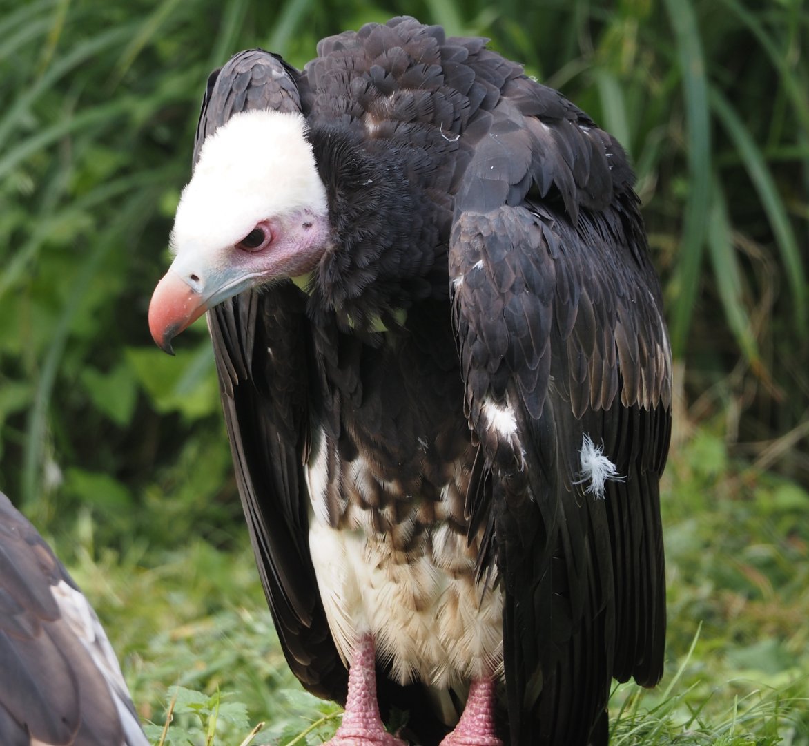 White-headed vulture (Trigonoceps occipitalis), 2024-09-17