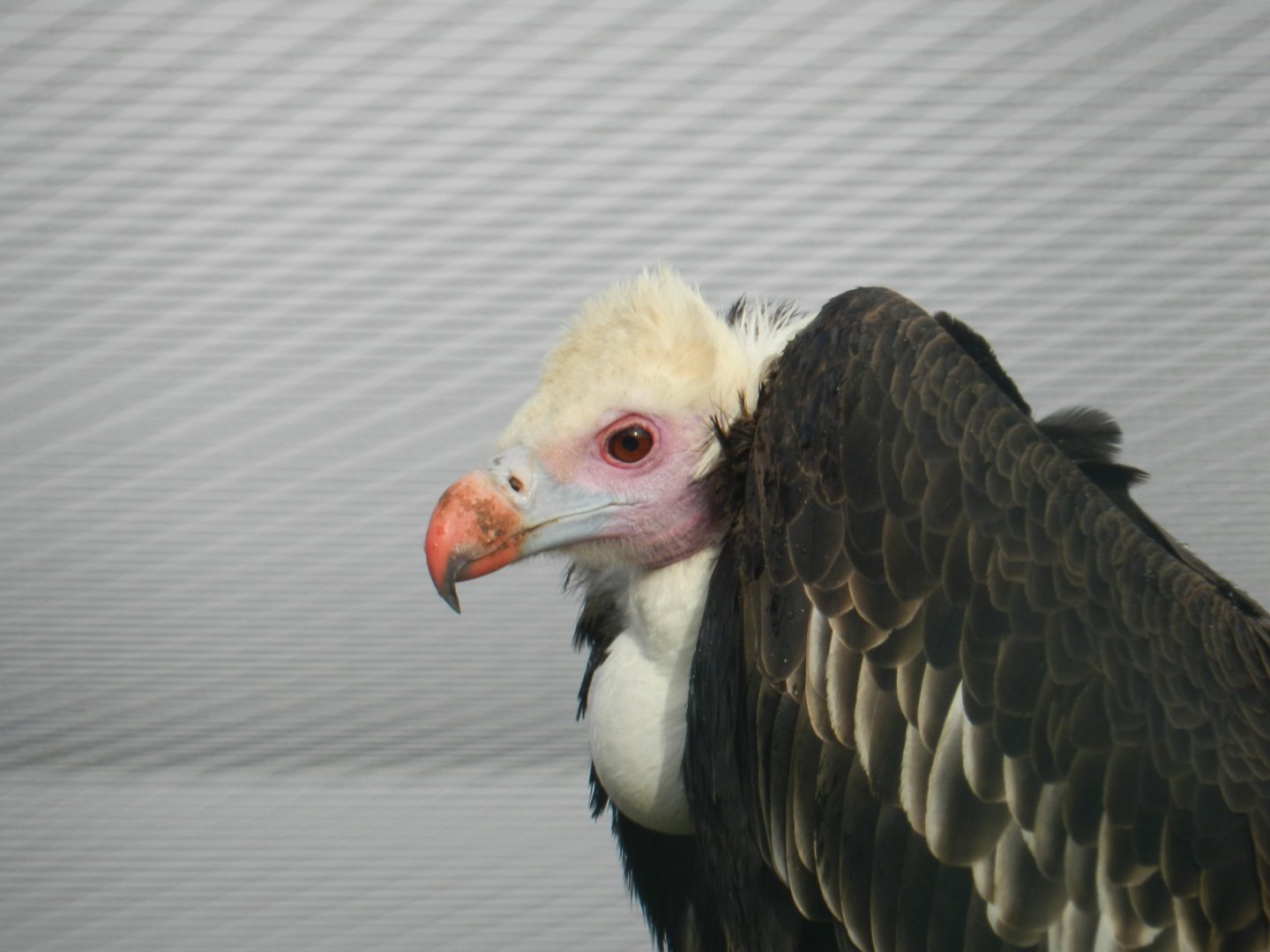 White-Headed Vulture (Trigonoceps occipitalis) at Noah's Ark Zoo Farm, England