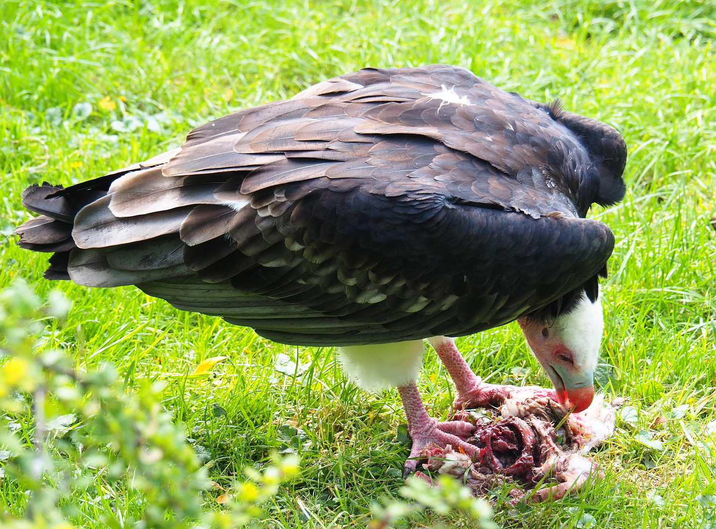 White-headed vulture (Trigonoceps occipitalis) feeding on carcass, 2019-10-05