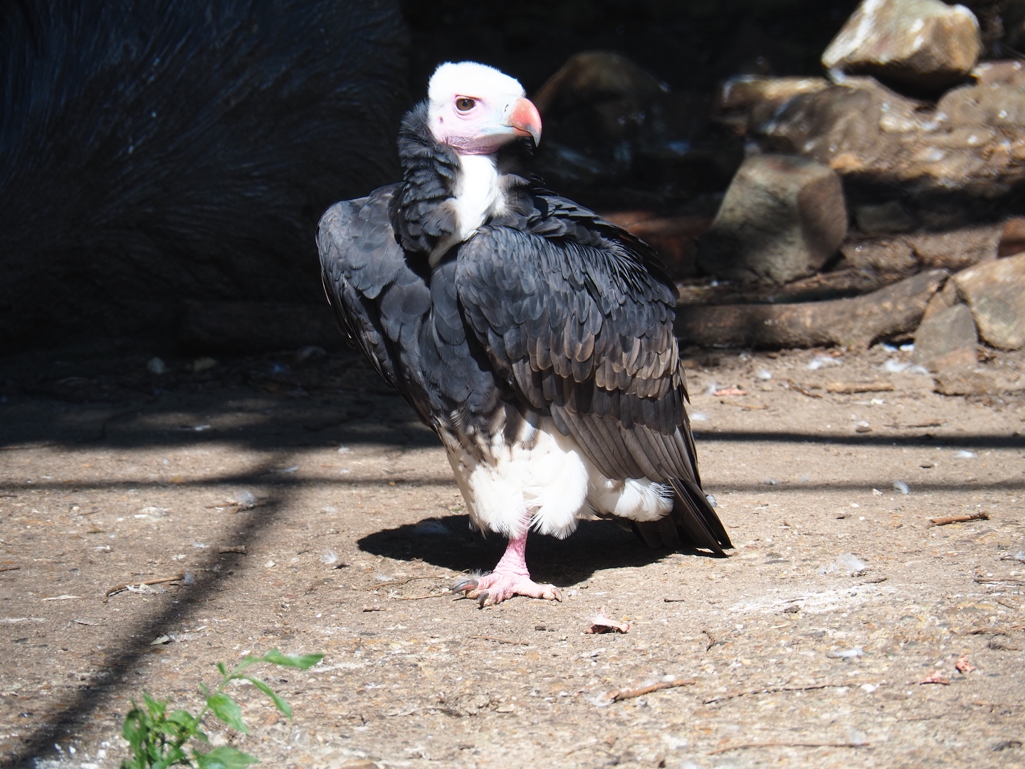 White-headed vulture (Trigonoceps occipitalis), Sep 2nd, 2018