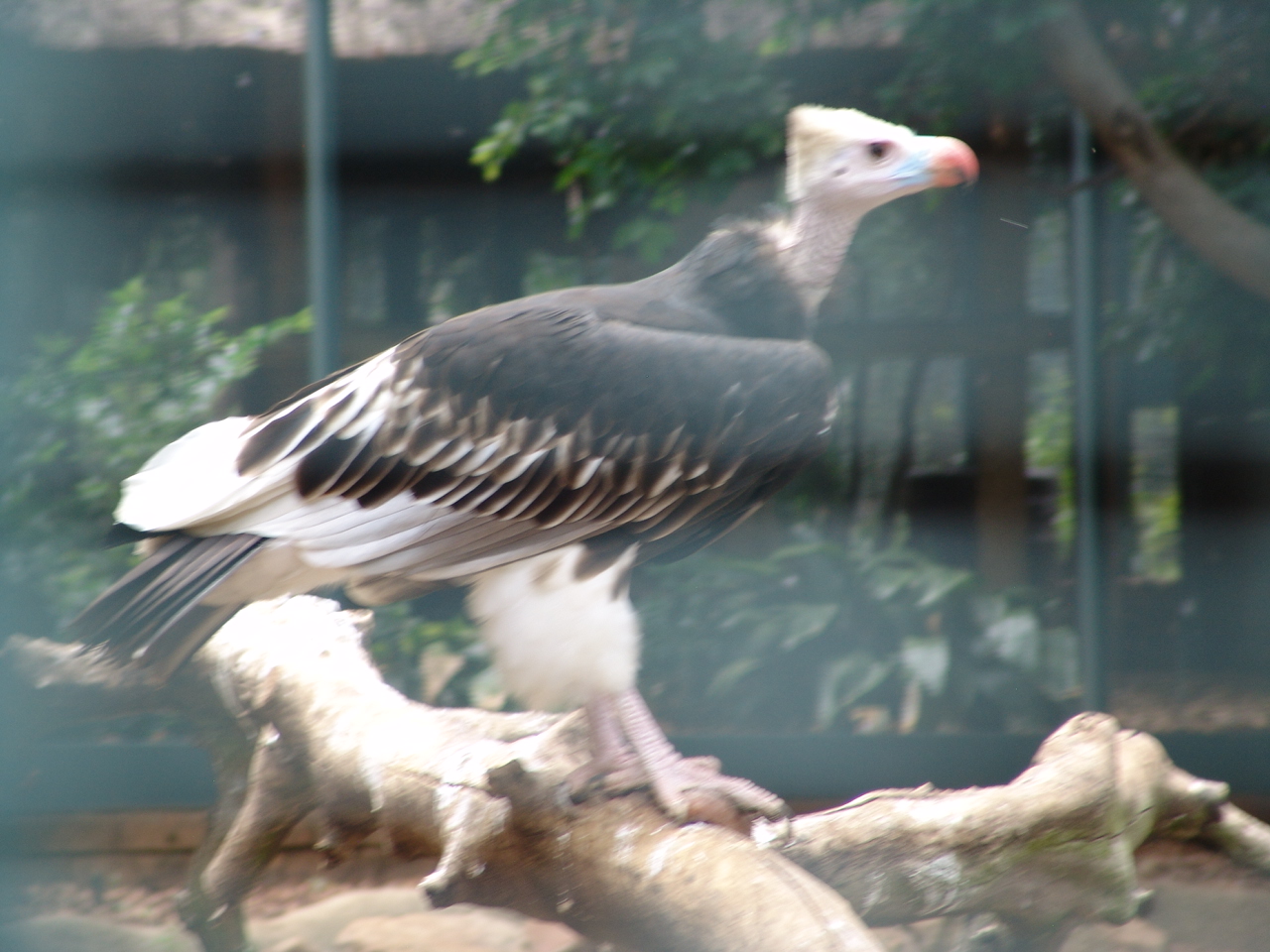 White-headed Vulture (Trigonoceps occipitalis)
