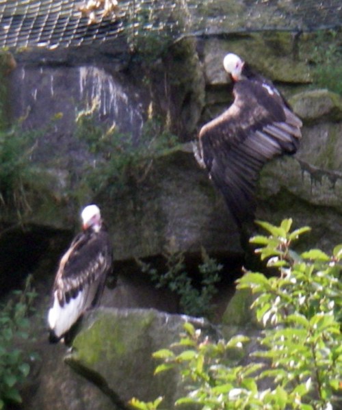 White-headed Vulture (Trigonoceps occipitalis)