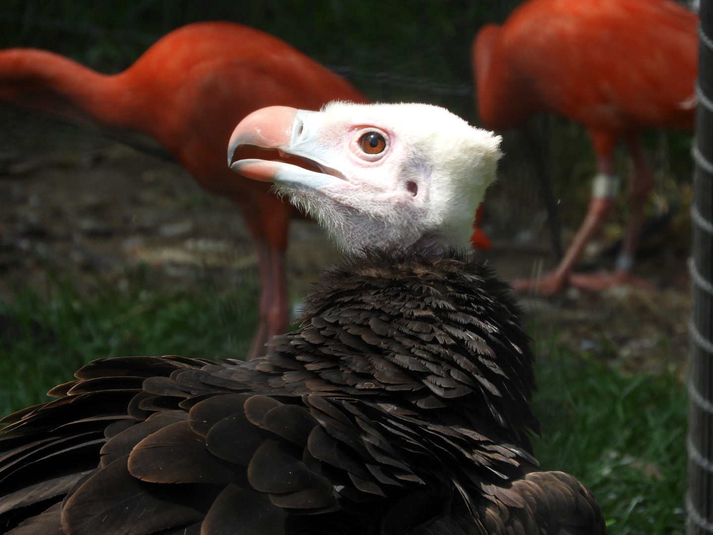 White-headed Vulture (Trigonoceps occipitalis)