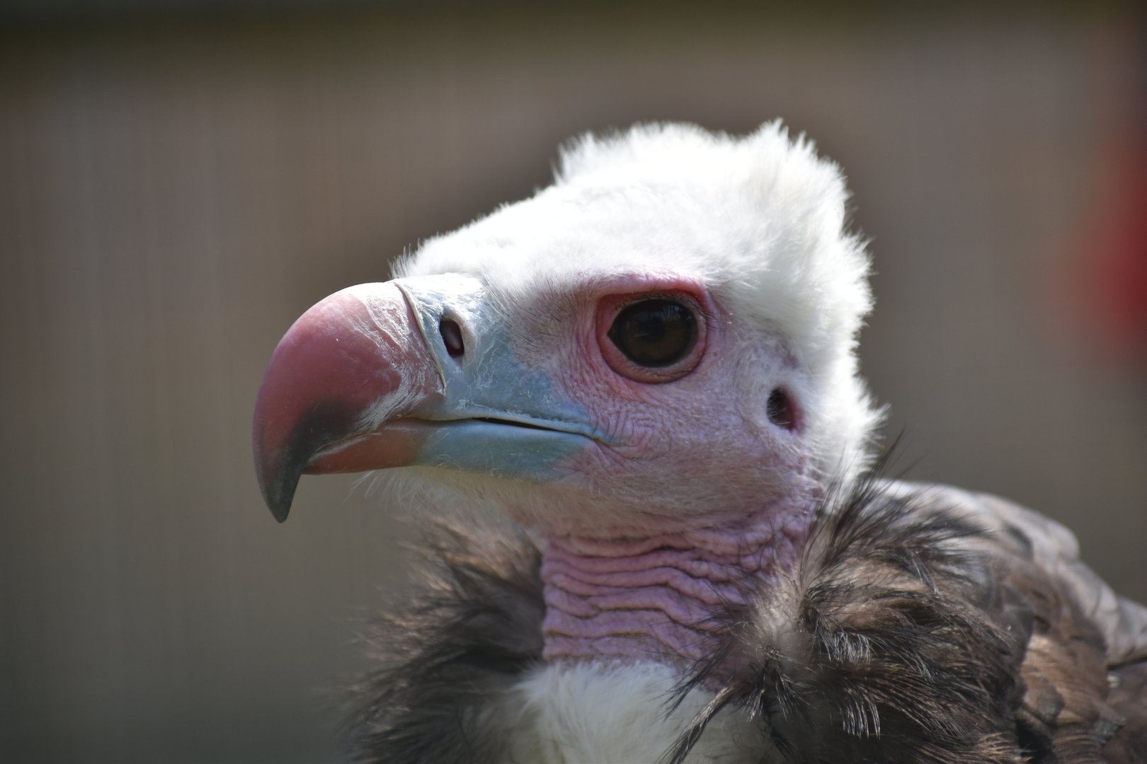 White-headed Vulture - Trigonoceps occipitalis
