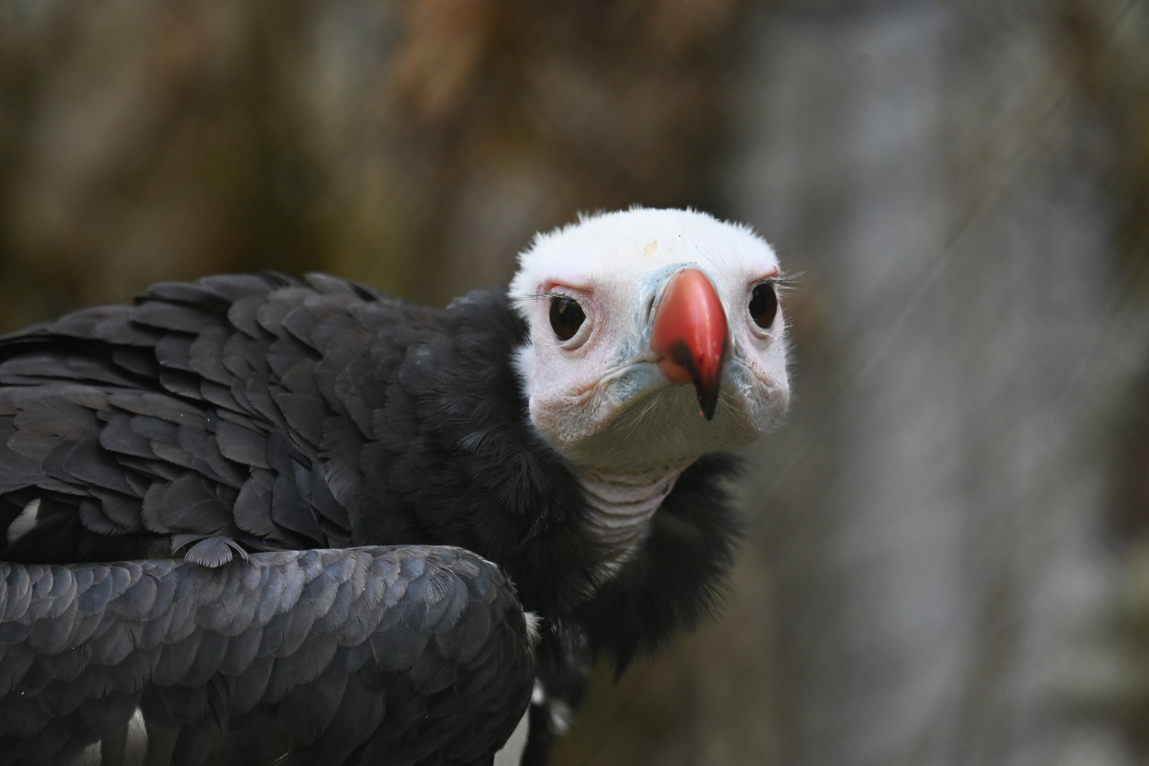 White-headed Vulture Trigonoceps occipitalis