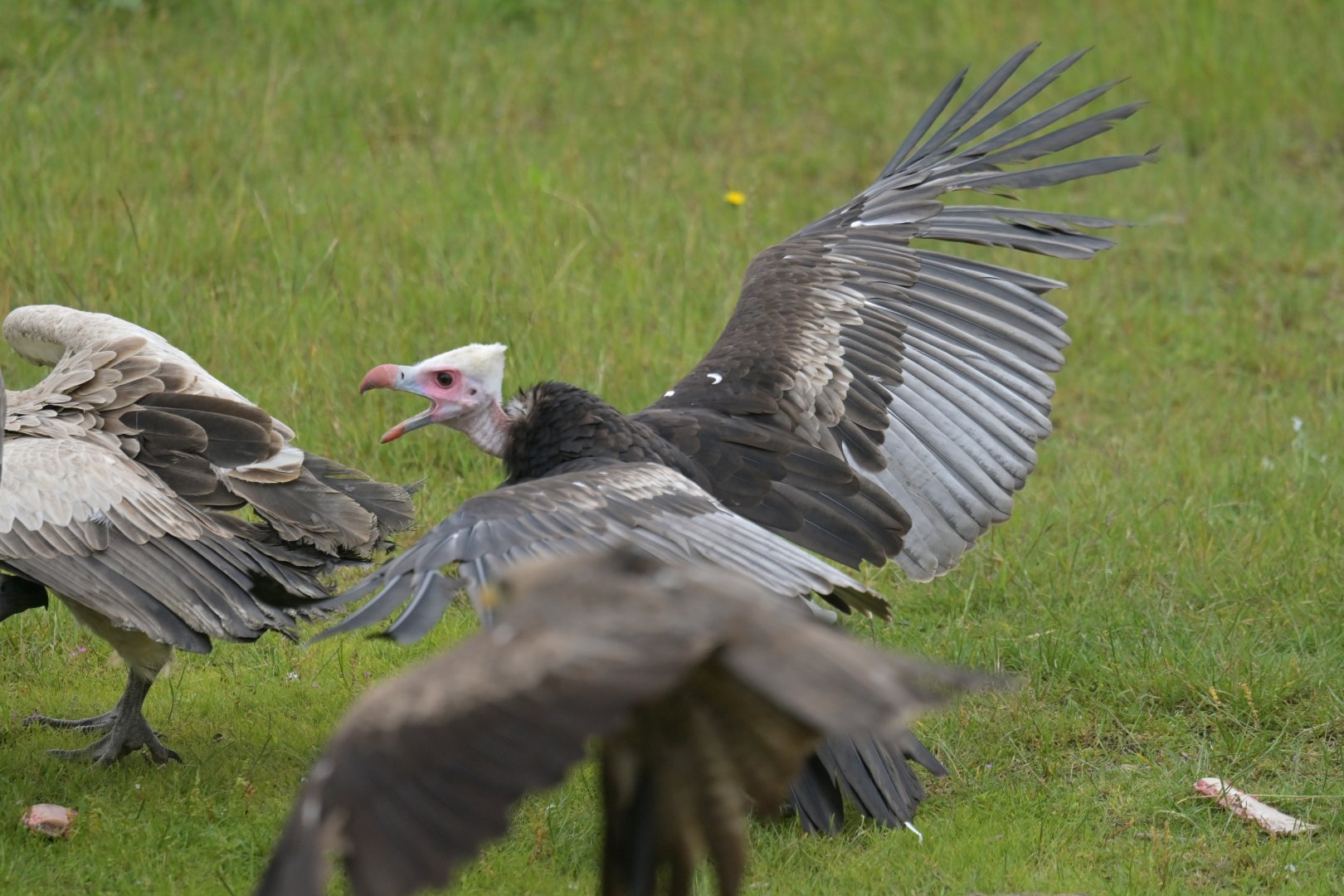 White-headed Vulture Trigonoceps occipitalis