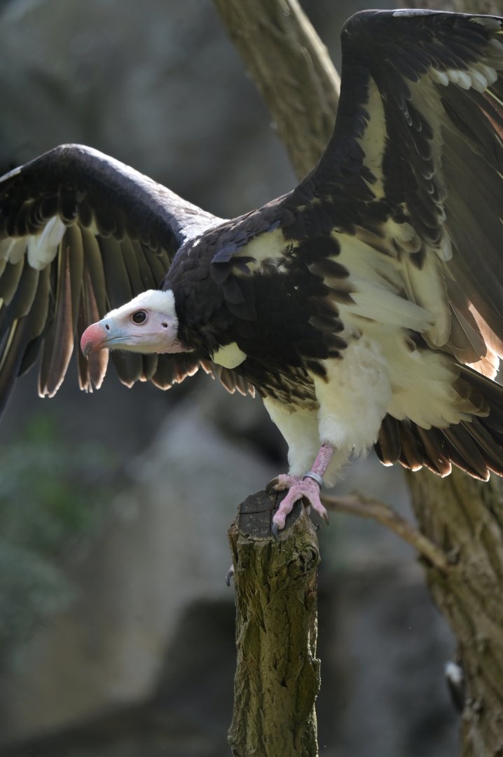 White-headed Vulture Trigonoceps occipitalis