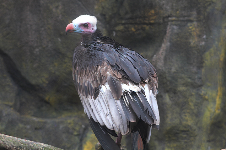 White-headed vulture (Trigonoceps occipitalis)