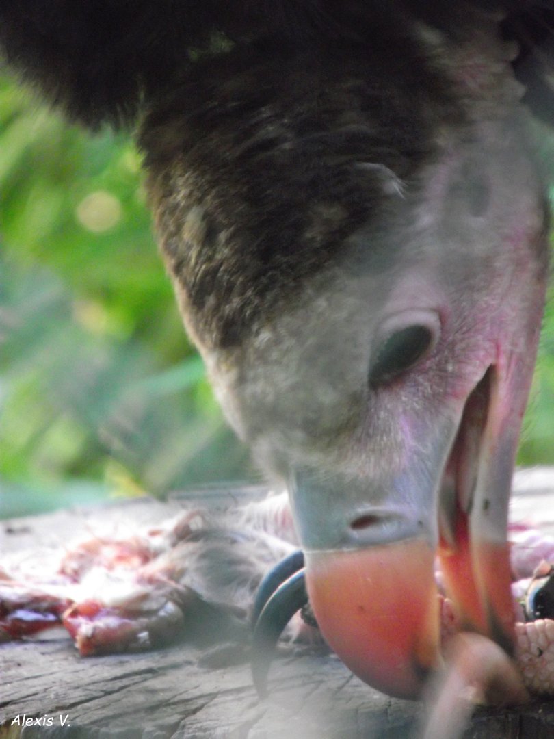 White-headed Vulture (young bird) - Zooparc de Beauval - 08/2022