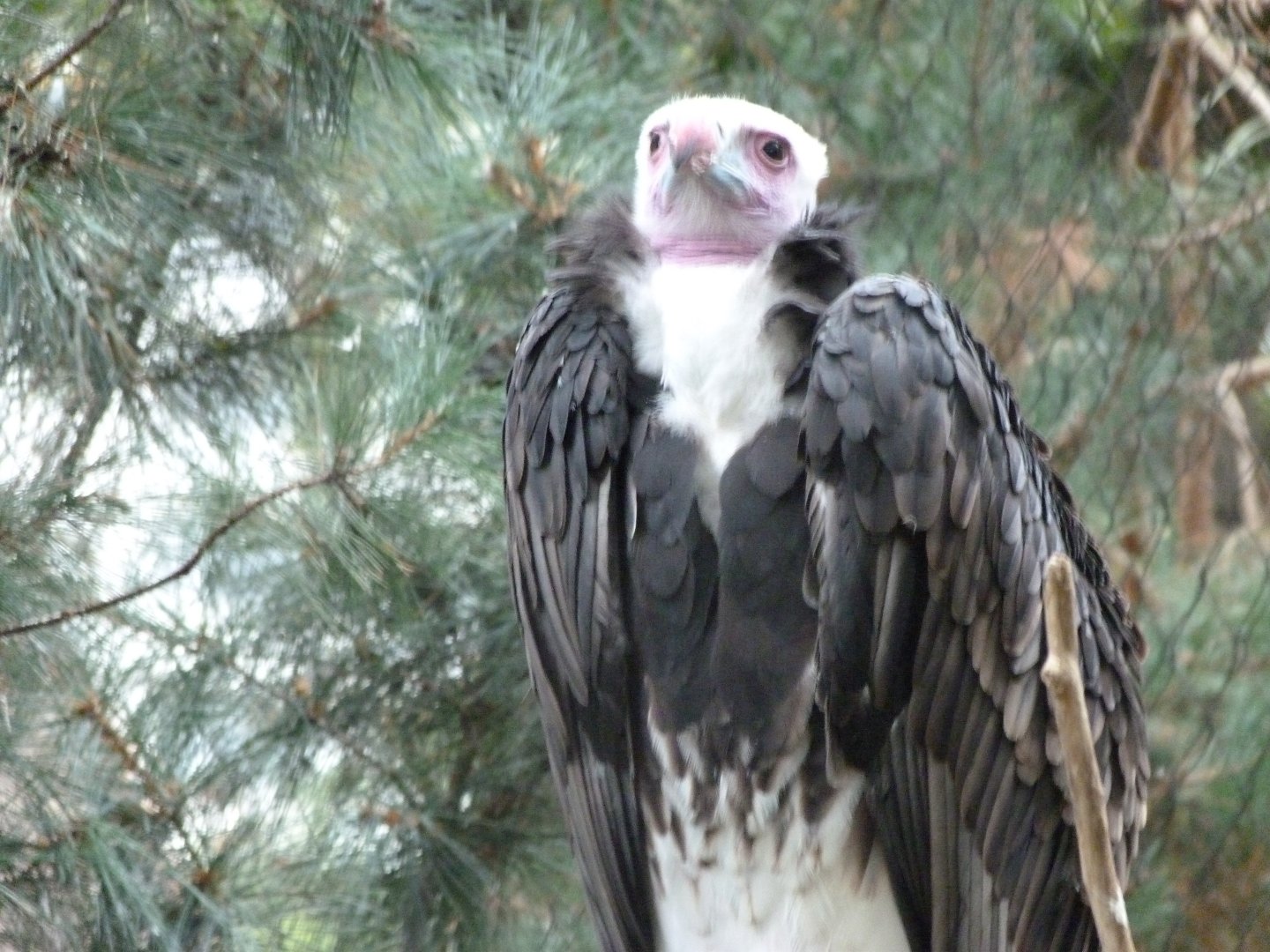 White-headed vulture -Zoologischer Garten Berlin (2024)