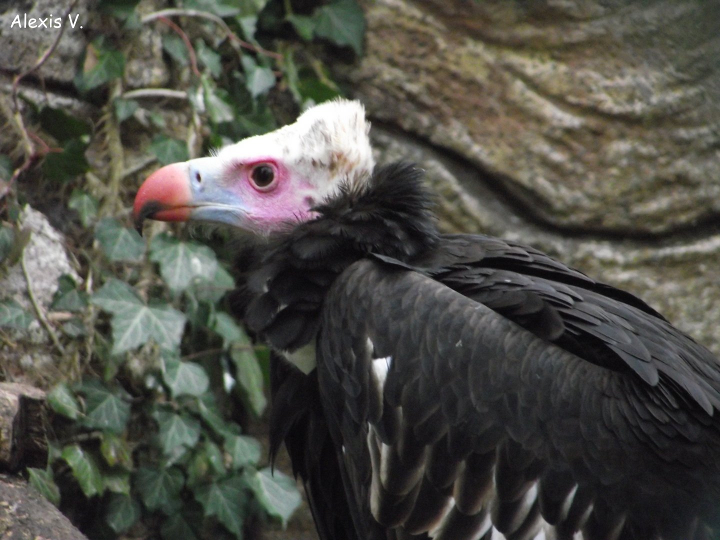 White-headed Vulture - Zooparc de Beauval - 01/2015